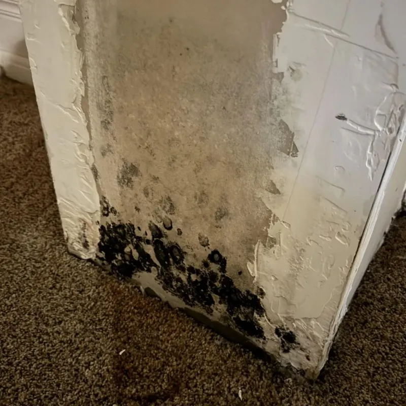 Professional Mold Removal in Eddington, ME